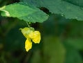 Pale Jewelweed Ã¢â¬â Impatiens pallida Royalty Free Stock Photo